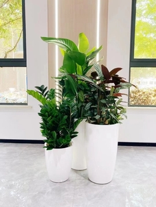 宁波杭州湾绿植租赁服务好